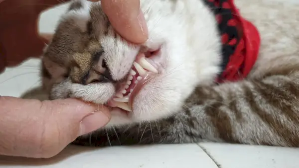 Tulajdonos kézzel nyitó felnőtt macska