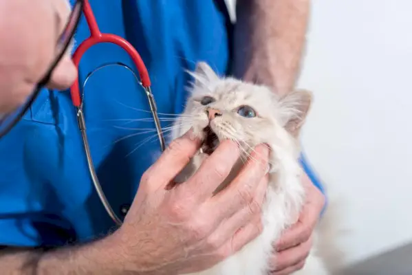 Veterinar care examinează dinții de pisică