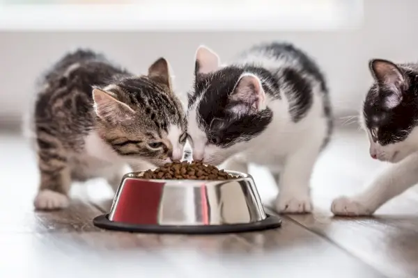 Drie kittens eten droge brokjes uit de kom