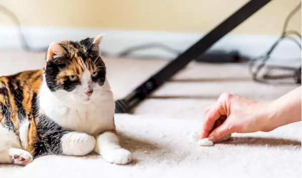 Gatto con la faccia colpevole mentre la femmina pulisce il tappeto nelle vicinanze