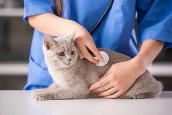 Gato que recibe atención veterinaria con un veterinario atento