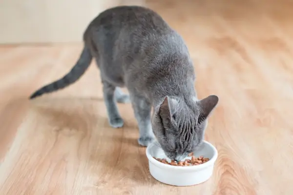 Um gato com um casaco luxuoso comendo comida úmida em uma tigela branca colocada sobre um chão de madeira.