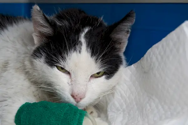 gato doente com equipamento de infusão