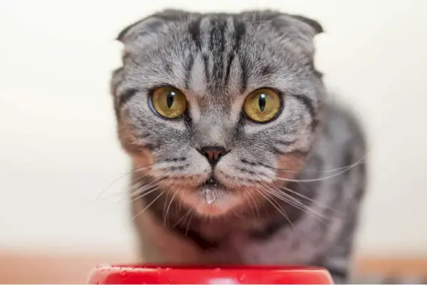 Alertez le chat en buvant de l'eau dans un bol, montrant une soif accrue. Le chat