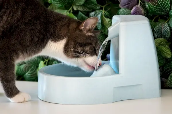 Chat vigilant étancheant sa soif dans un bol d'eau. L'image capture le chat