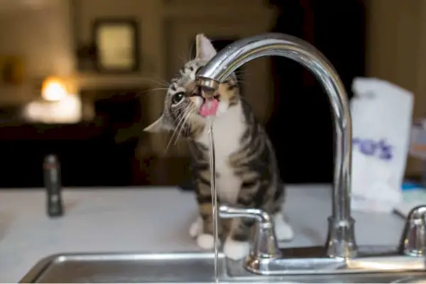 Gato curioso en un cuenco de agua, bebiendo más agua de lo habitual. El gato