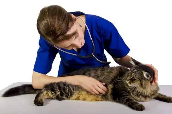 gato siendo revisado por el veterinario