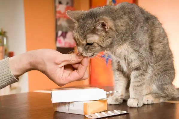 Um gato recebendo remédio por uma pessoa carinhosa.