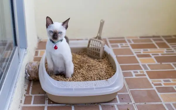 Un chat dans un bac à litière, avec un comportement calme alors qu'il se livre à son activité essentielle dans la salle de bain.