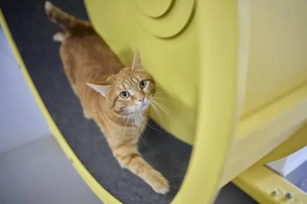 Un gato alegre que corre enérgicamente sobre una rueda de ejercicio diseñada para el ejercicio felino.