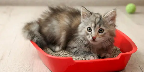 Un gato en el proceso de cavar en una caja de arena, usando sus patas para crear un lugar cómodo y adecuado para su eliminación.