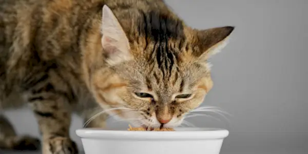 Un gatto che si gode un pasto a base di cibo per gatti umido da una ciotola.