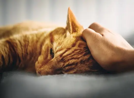 Das Bild einer Katze mit besorgtem Gesichtsausdruck, die möglicherweise an einer entzündlichen Darmerkrankung (IBD) leidet.