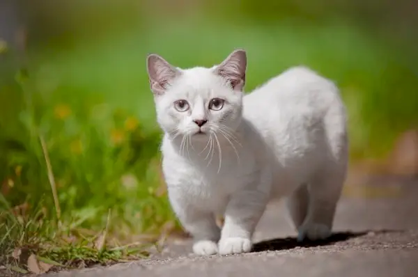 Un adorable chat Munchkin avec des pattes courtes et un corps long, capturé dans une pose ludique.