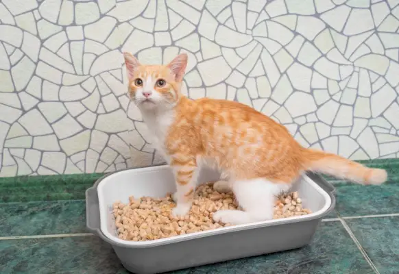 Rothaarige Katze in der Katzentoilette