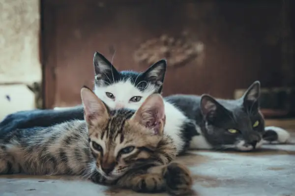 Foto av en grupp katter med potential för kattleukemiöverföring