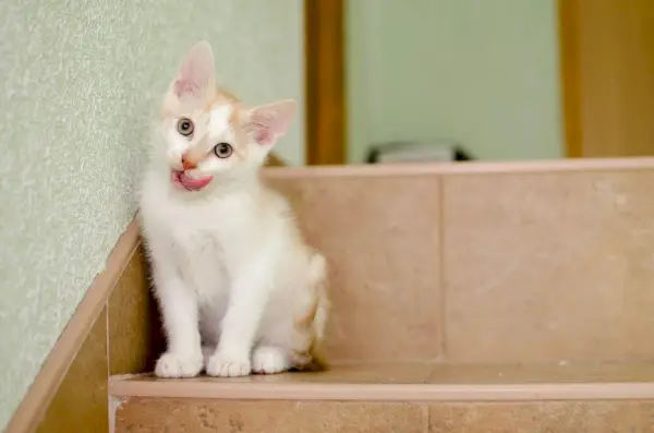 Immagine di intestazione sugli effetti collaterali del vaccino contro la leucemia felina