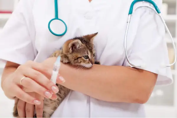 Feline Leukemi Vaccin: Kostnad, schema och biverkningar