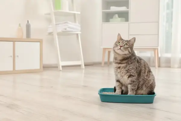 gato olhando para cima e sentado na caixa de areia