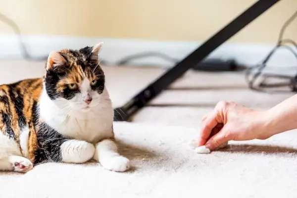 chat vomit dans le tapis