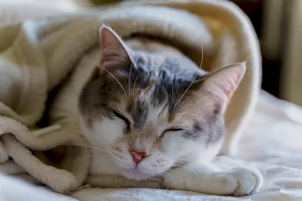 gato enfermo se deforma en una manta