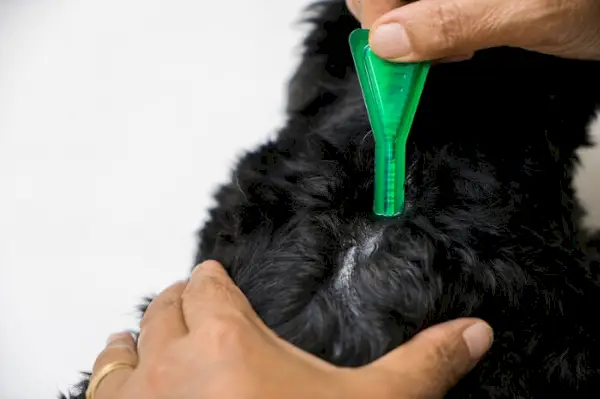 Afbeelding van vlooiengeneeskunde, waarin het belang van de bescherming van katten tegen vervelende parasieten wordt benadrukt.