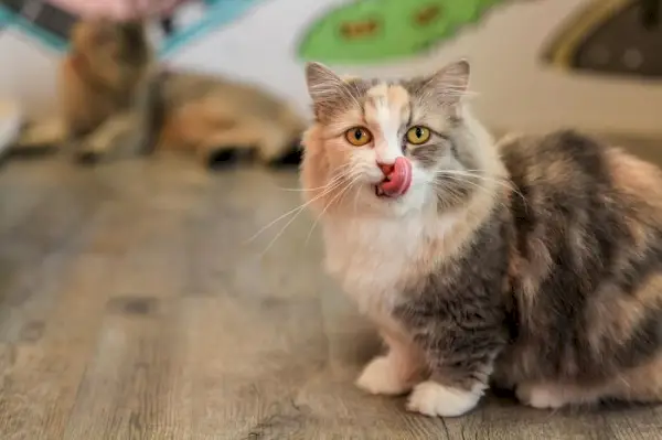 Ein liebenswertes Bild einer Munchkin-Katze, die sich nach dem Essen begeistert die Lippen leckt und so ihr bezauberndes und lebhaftes Fressverhalten zeigt.