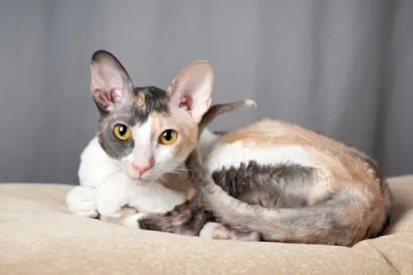 Obrázok zachytávajúci podmanivý vzhľad mačky Cornish Rex, známej svojou výrazne kučeravou srsťou a elegantným postojom, zvýrazňujúci jedinečný šarm tohto mačacieho plemena.