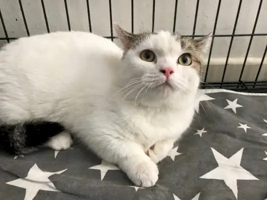 Une image d'un chat munchkin dans une clinique vétérinaire, éventuellement lors d'un contrôle ou d'un examen médical, soulignant l'importance de soins de santé réguliers pour les animaux de compagnie.