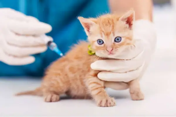 Vaccin contre la maladie de Carré pour les chats