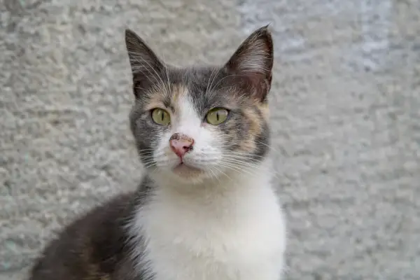 鼻に炎症を起こした猫