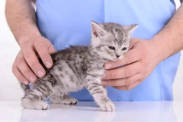 Katzenstaupe-Foto eines Kätzchens beim Tierarzt