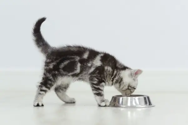 tabby kitten eet uit een zilveren kom