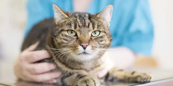 Uma imagem representando um veterinário segurando gentilmente um gato