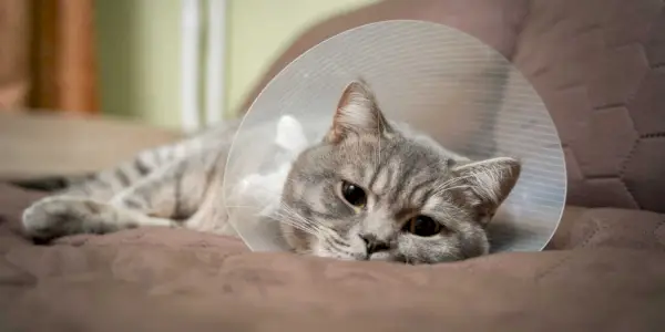 Ein Bild einer Katze, die friedlich schläft und ein Halsband trägt