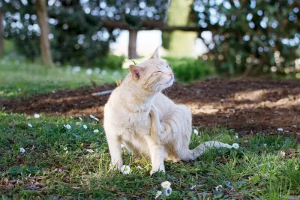 chat qui démange