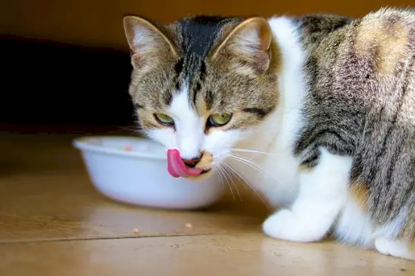 gato comiendo