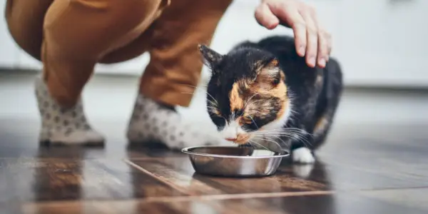 猫が鶏の骨を食べてしまいましたが、心配する必要はありますか?