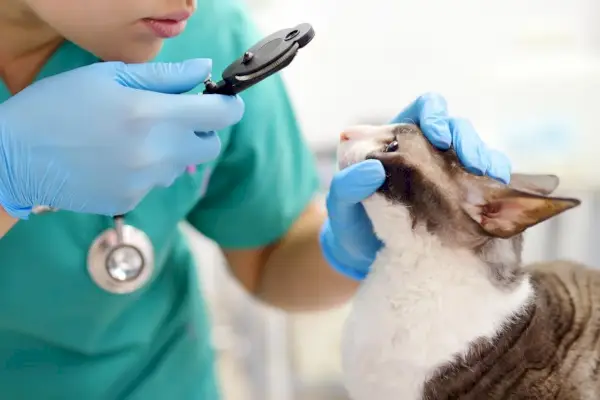 En oppmerksom veterinær som utfører en synundersøkelse på en katt, bruker et oftalmoskop for å vurdere katten nøye