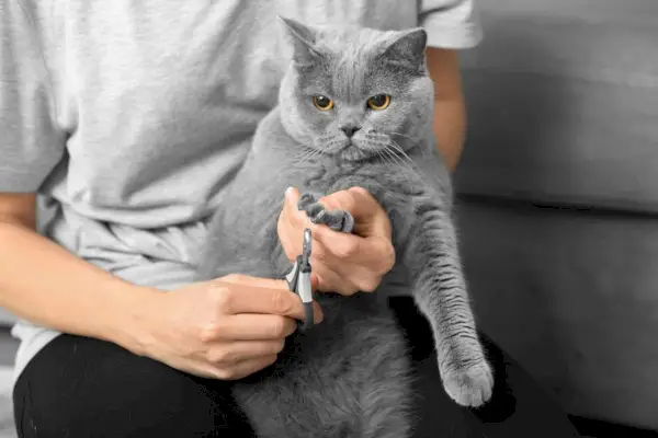 Un gatto che si fa tagliare le unghie da un caregiver umano, con un approccio concentrato e cauto per garantire il gatto