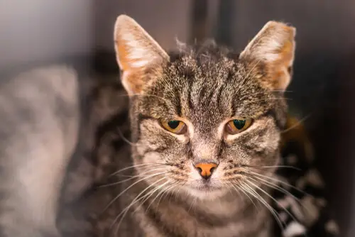 Feline Immunodeficiency Virus katt med svekket immunforsvar