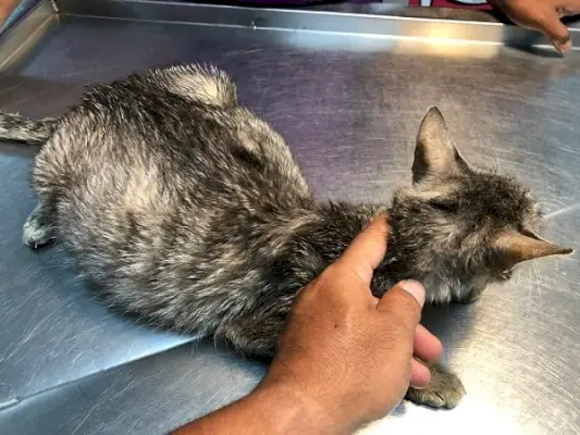 Gato siendo examinado por peritonitis infecciosa felina