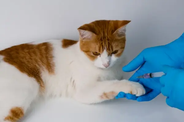 Gato siendo examinado y vacunado contra la rabia.