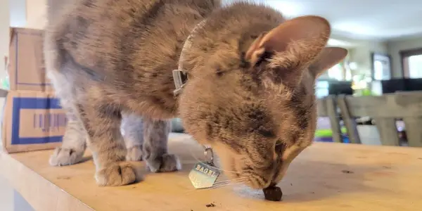 Gato gris oliendo una golosina en la encimera.