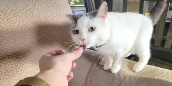 Quanti dolcetti al giorno puoi dare a un gatto?