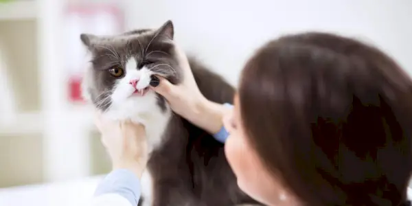 Veterinario che esamina i denti di un gatto persiano