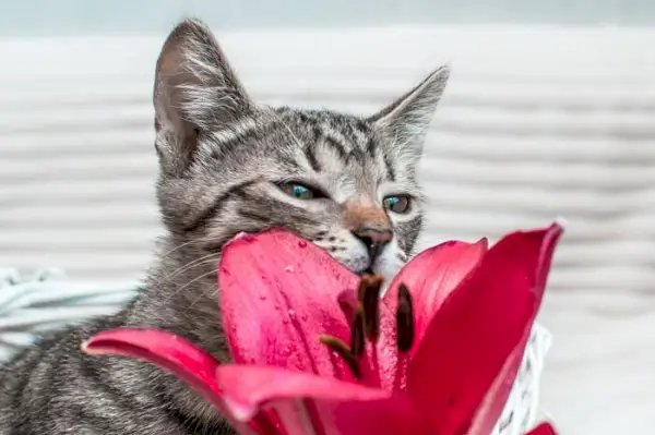 gato cheirando uma flor de lírio