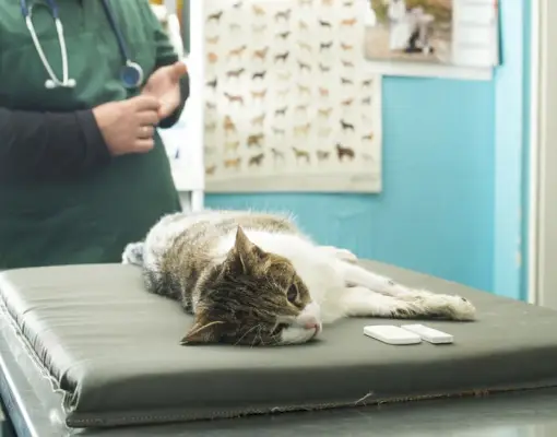 gato deitado na mesa de exame