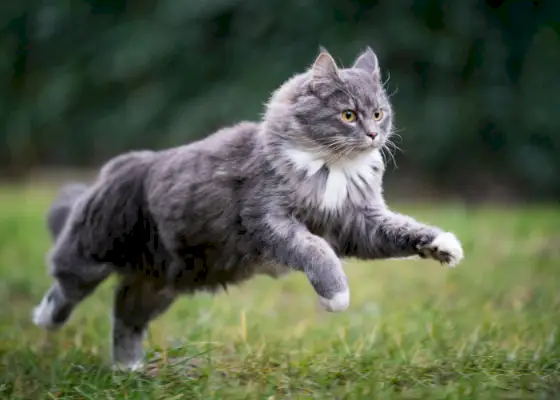 Proviable per i gatti: panoramica, dosaggio ed effetti collaterali