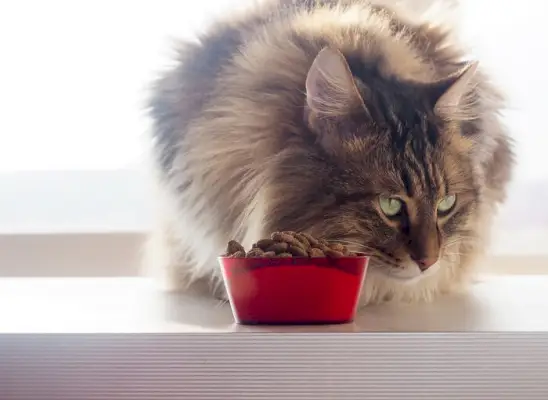 gato comendo comida